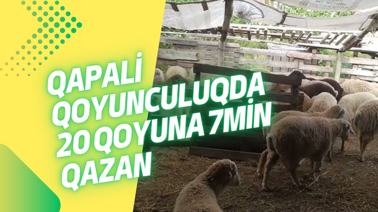 Qoyunu bu metodla saxla qazancini artir (Qapali Qoyunculuqda yeni &uuml;sul)