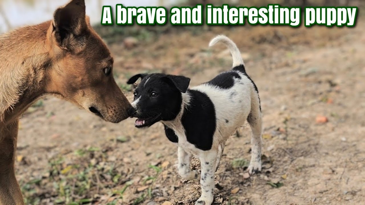 A BRAVE AND INTERESTING PUPPY #dogs