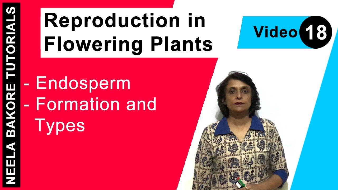 Reproduction in Flowering Plants | NEET | Endosperm - Formation and Types | Neela Bakore Tutorials