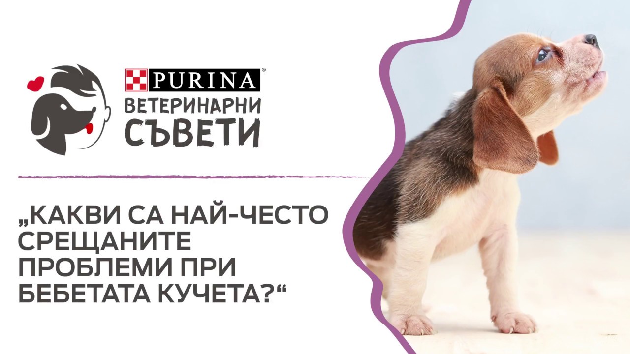 Какви са най-често срещаните проблеми при бебетата кучета?