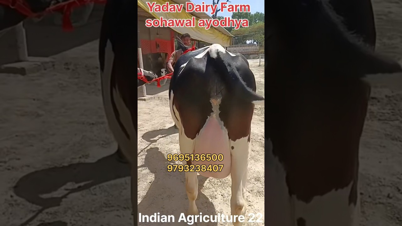 2 cow for sale, YADAV DAIRY FARM SOHAWAL AYODHYA