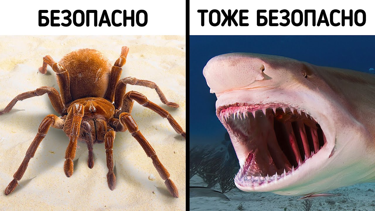 70+ фактов, которые заставят вас сказать: 