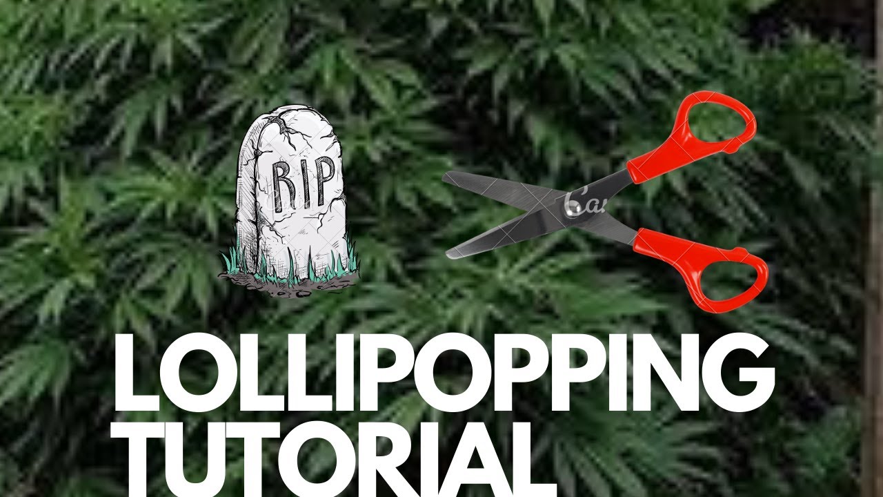 Indoor Cannabis Grow Room Cannabis Lollipop Tutorial | VEG Update | Growing Indoor Weed Planting