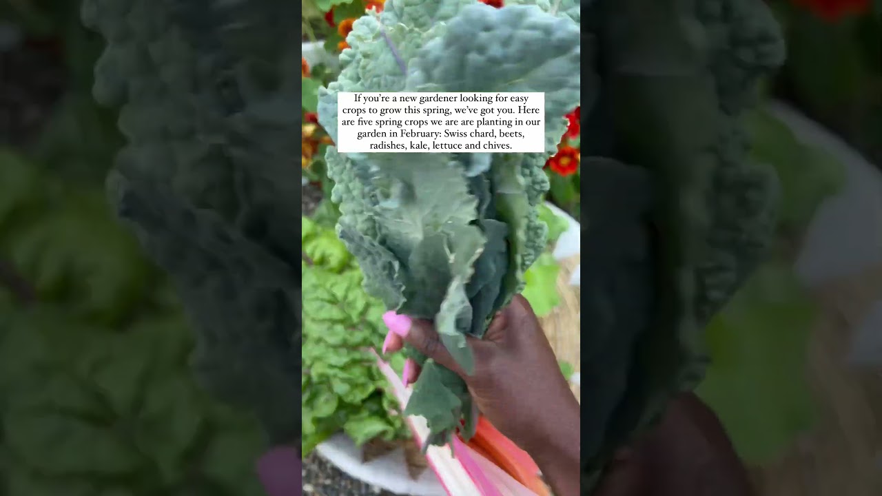 This February, we are planting cool season veggies that grow quickly. #garden #harvest #seeds #plant