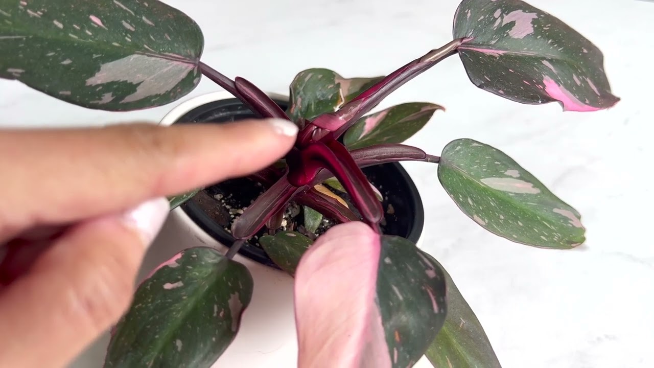 Pink Princess Philodendron - Update after Repot