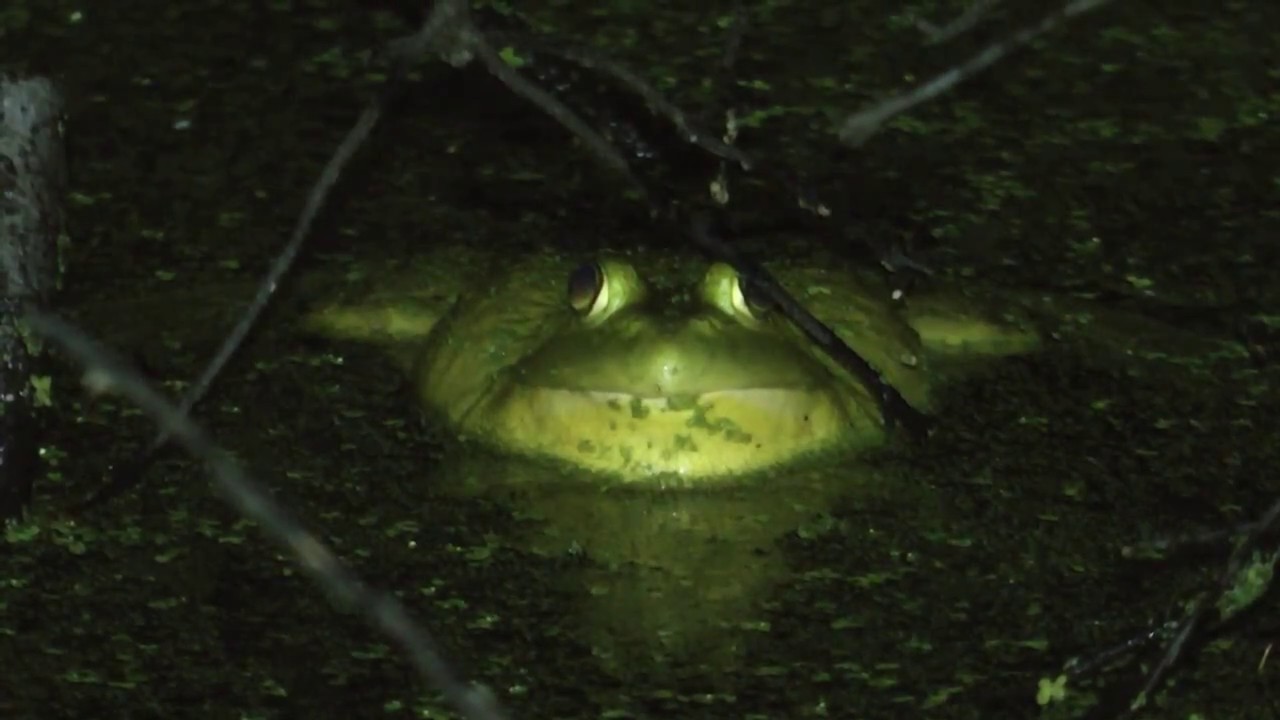 Bullfrogs Croaking