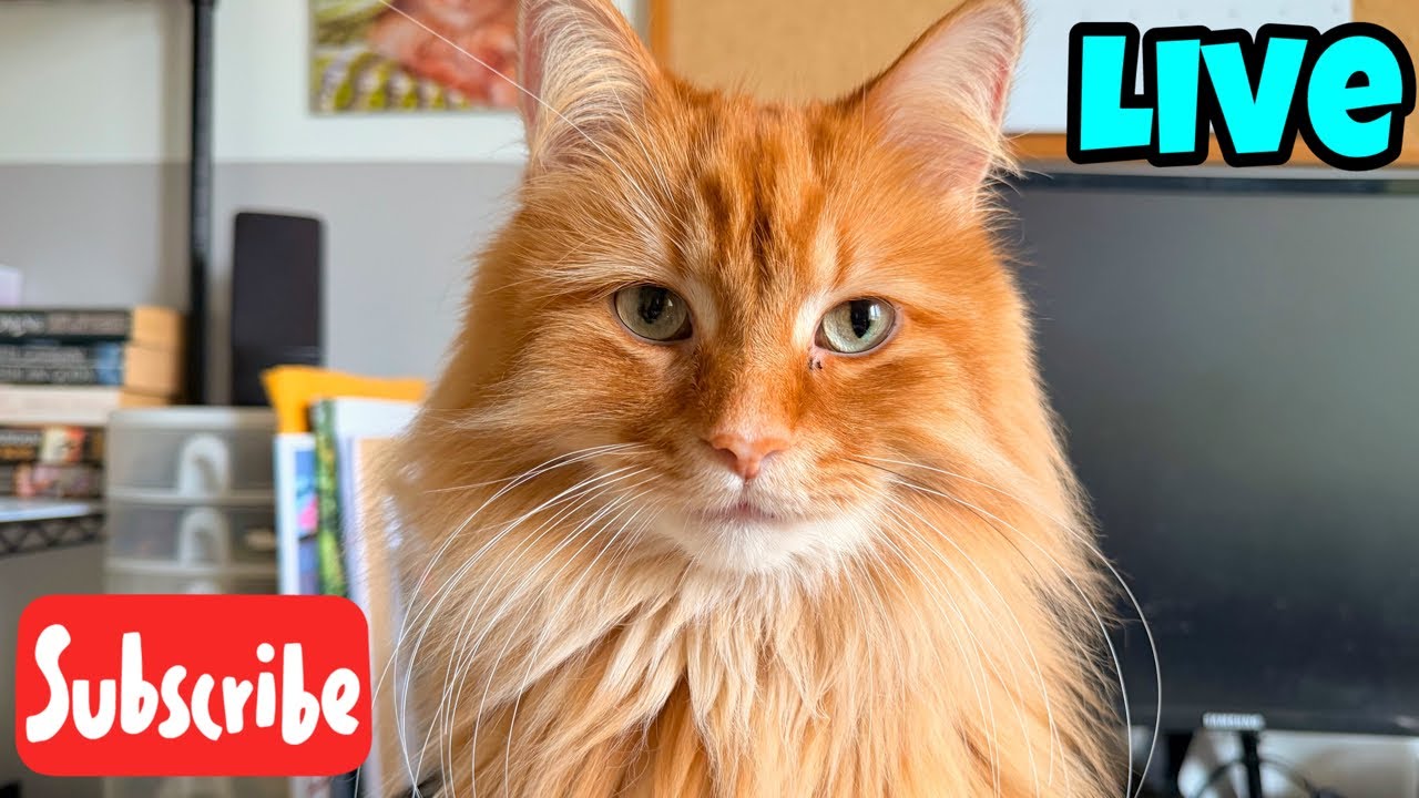 TGIF - Friday Fluff - Live Stream