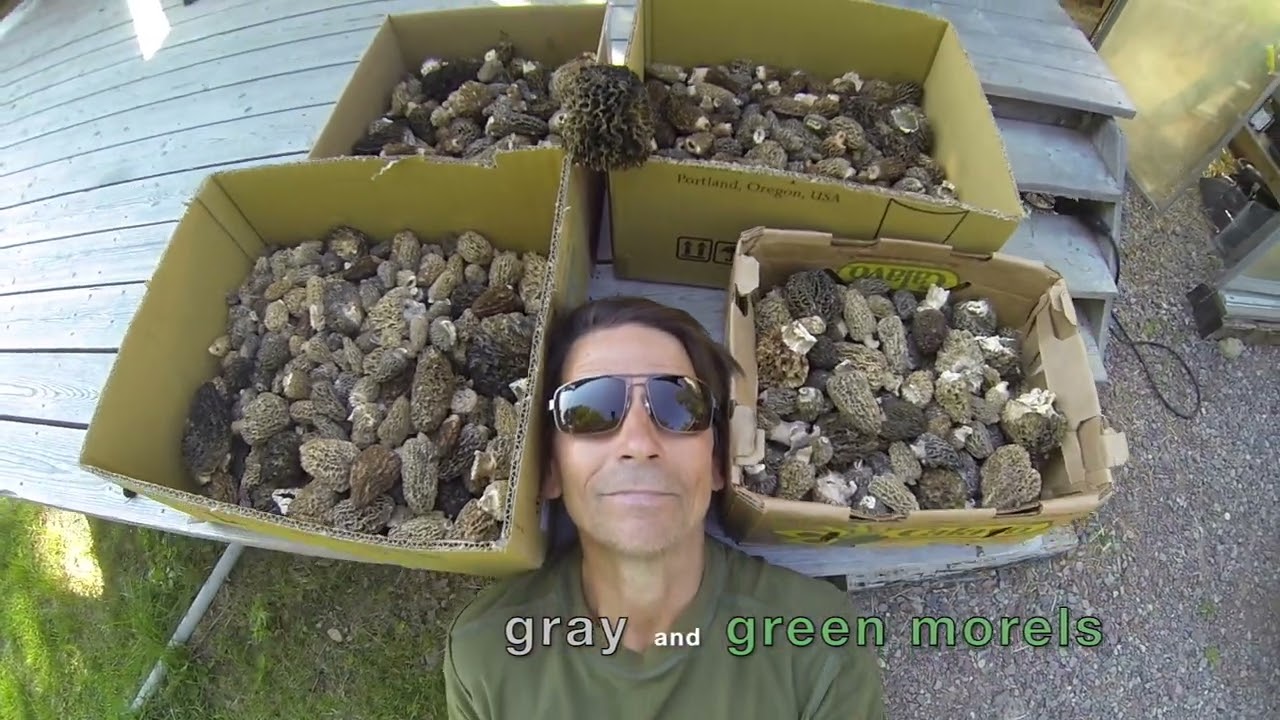 passionate forager greatest hits 2024