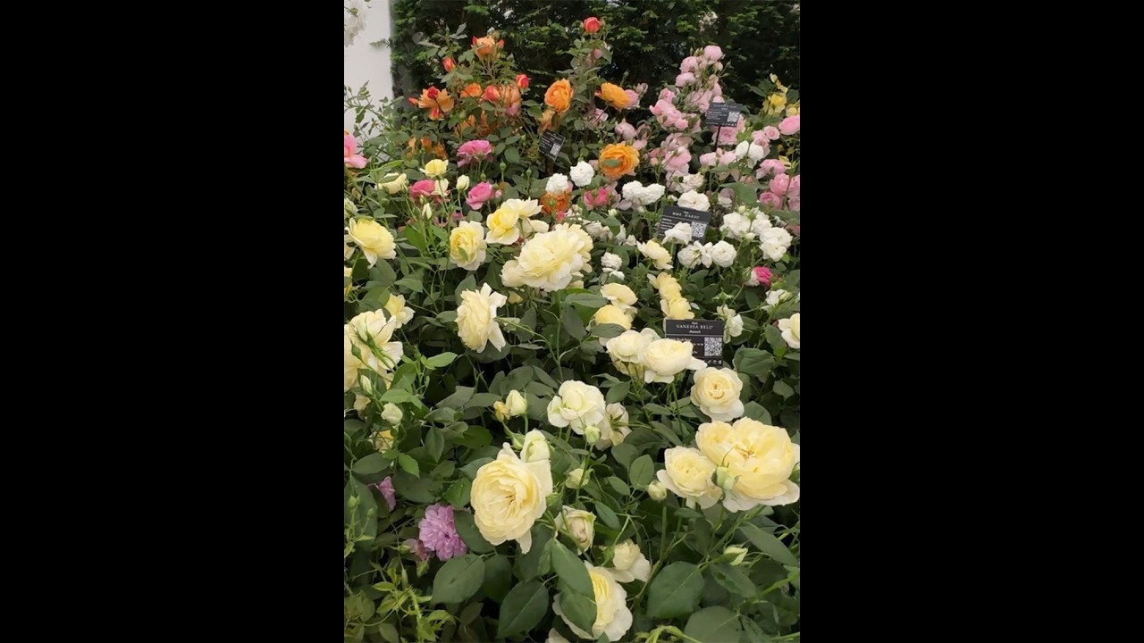 David Austin Roses at the Chelsea Flower Show 2025