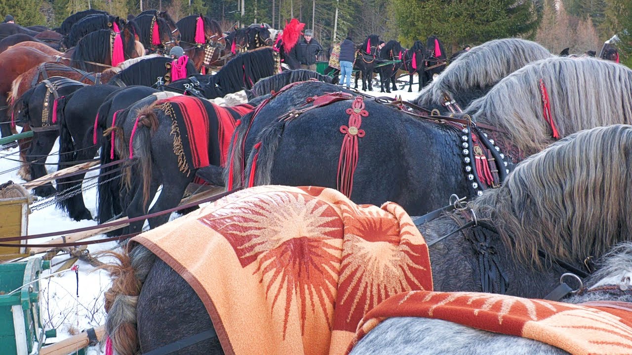 Armăsari de Top Oameni Gospodari Putna - Bucovina 21 Ianuarie 2024