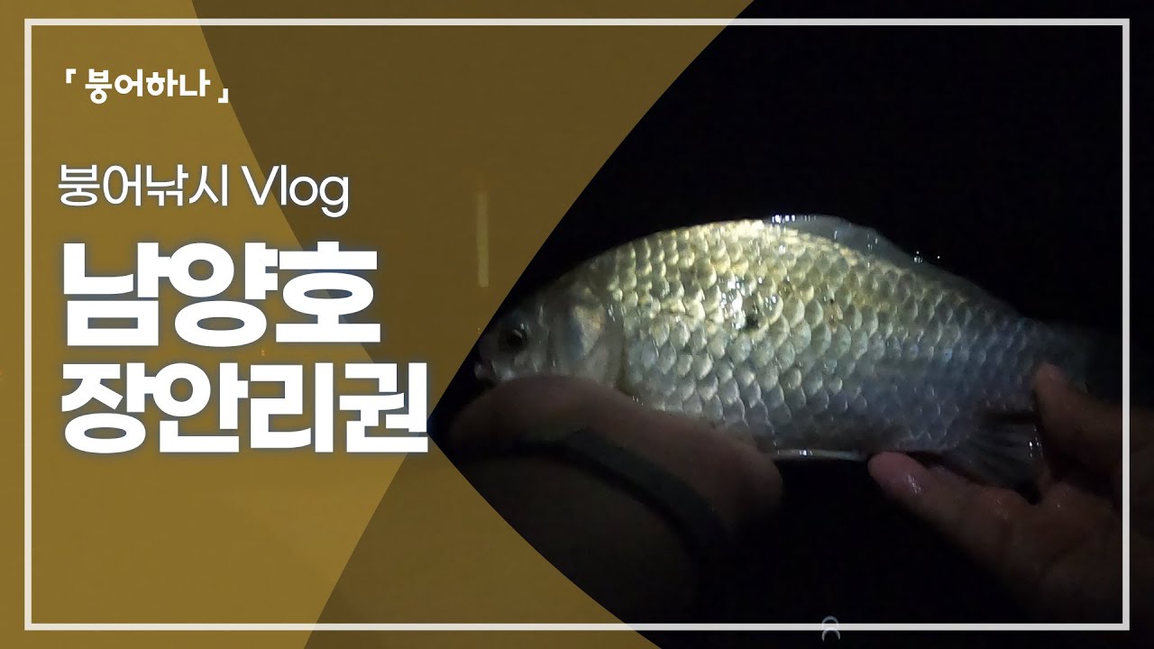 남양호 붕어낚시, 밤부터 아침까지 궁금해서 버텨봤습니다.