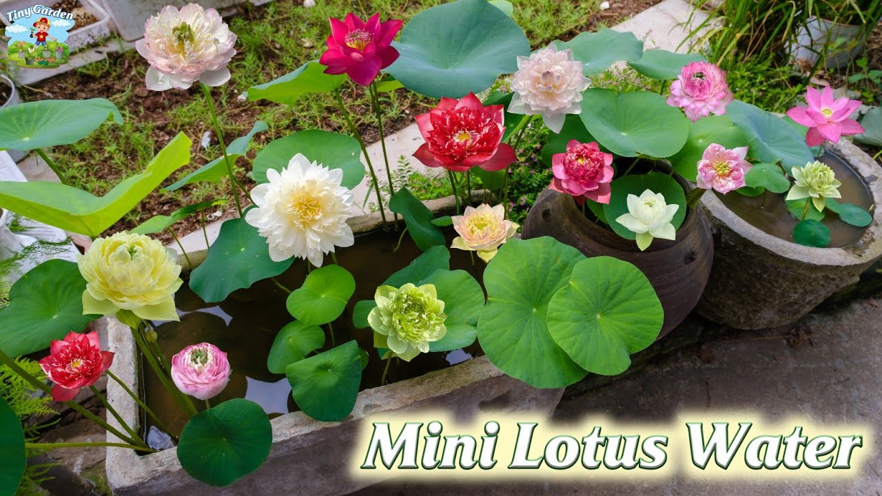 Techniques for growing Mini Lotus Water in pots at home