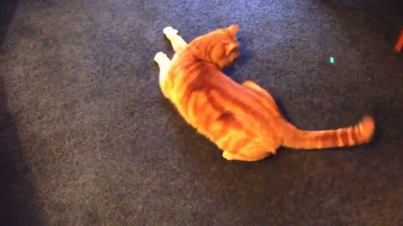 Spiny spiny cat...