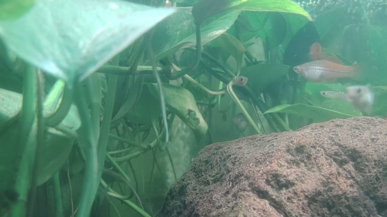 Red Swordtails and Guppies