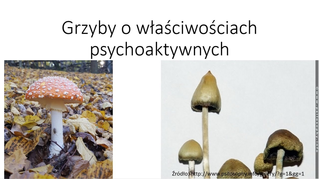 Grzyby o właściwościach psychoaktywnych