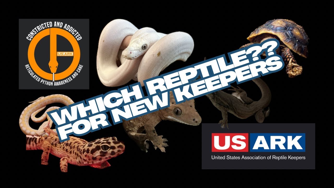 What Reptile is a Good 