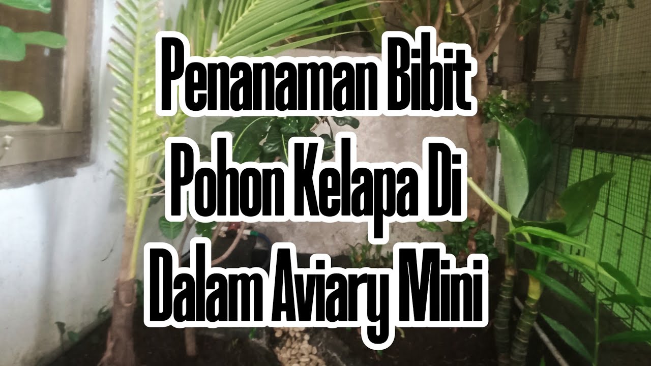 Penanaman Pohon Kelapa Di Dalam Aviary Mini -Mini Aviary Progres