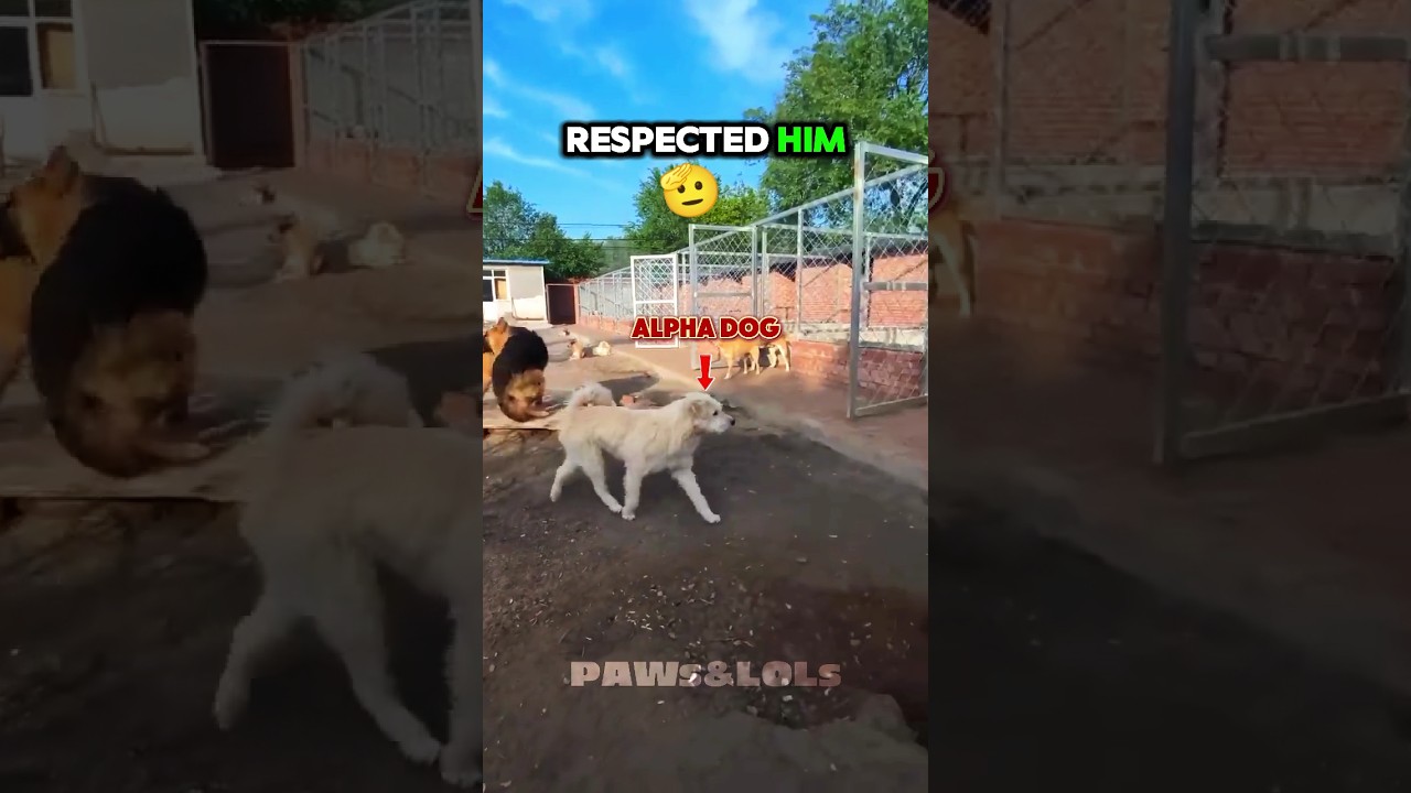 You Won&rsquo;t Believe How This Dog Stopped the Fight 😮 #dogshorts #dog #alpha #kingcharles