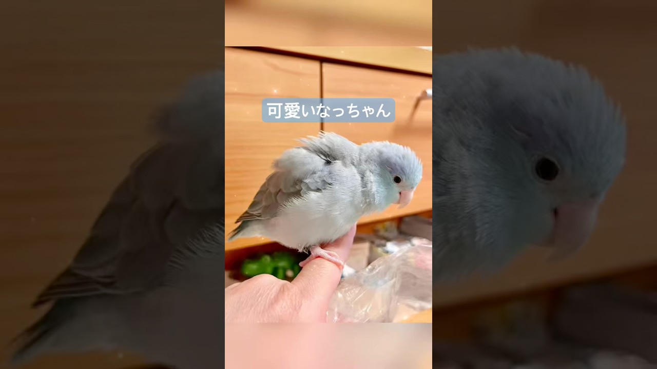 なつの思い出 マメルリハ #pacificparrotlet