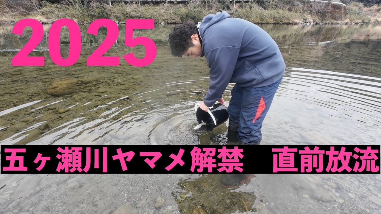 2025五ヶ瀬川ヤマメ解禁　直前放流　本流編