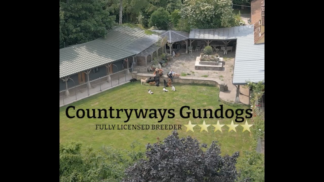 Countryways Gundogs