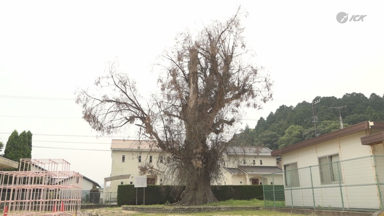 124年の感謝胸に 桜井小学校ユーカリの樹 今までありがとう集会 2025.7.4放送