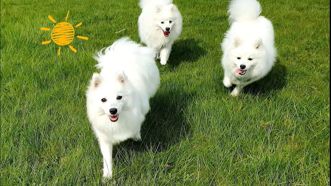Japanese Spitz Meet Up! 🌼🐻‍❄️🌷