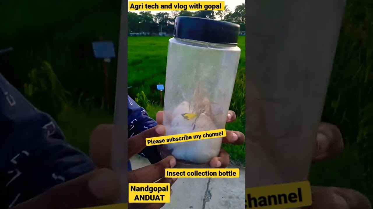 #insect killing bottle #agriculture #entomology #university #anduat #forming #short #whatsappstatus