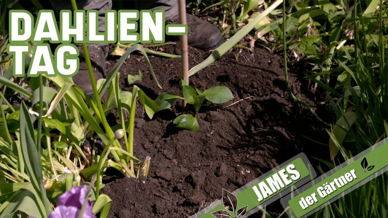 Es ist Dahlientag! | James der G&auml;rtner