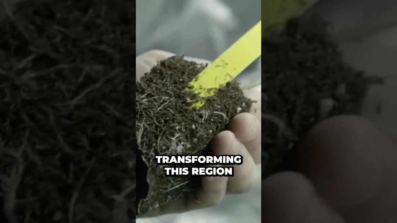 Catalonia s Cannabis Clubs Reveal Shocking Illegal Connections with Drug Mafias