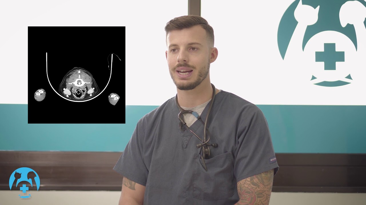 La tomografia computerizzata (TC) in medicina veterinaria: quando e perché consigliarla