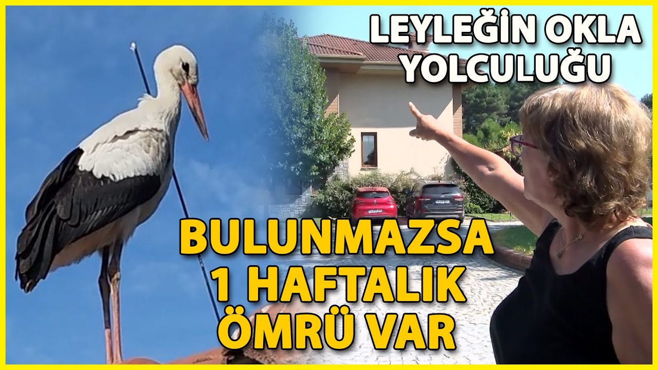 Leyleğin Okla Göç Yolculuğu; 