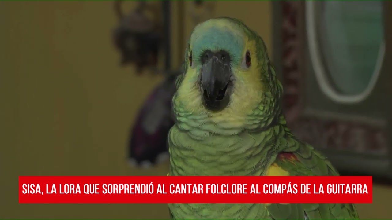Sisa, la lora que sorprendió al cantar folclore al compás de la guitarra
