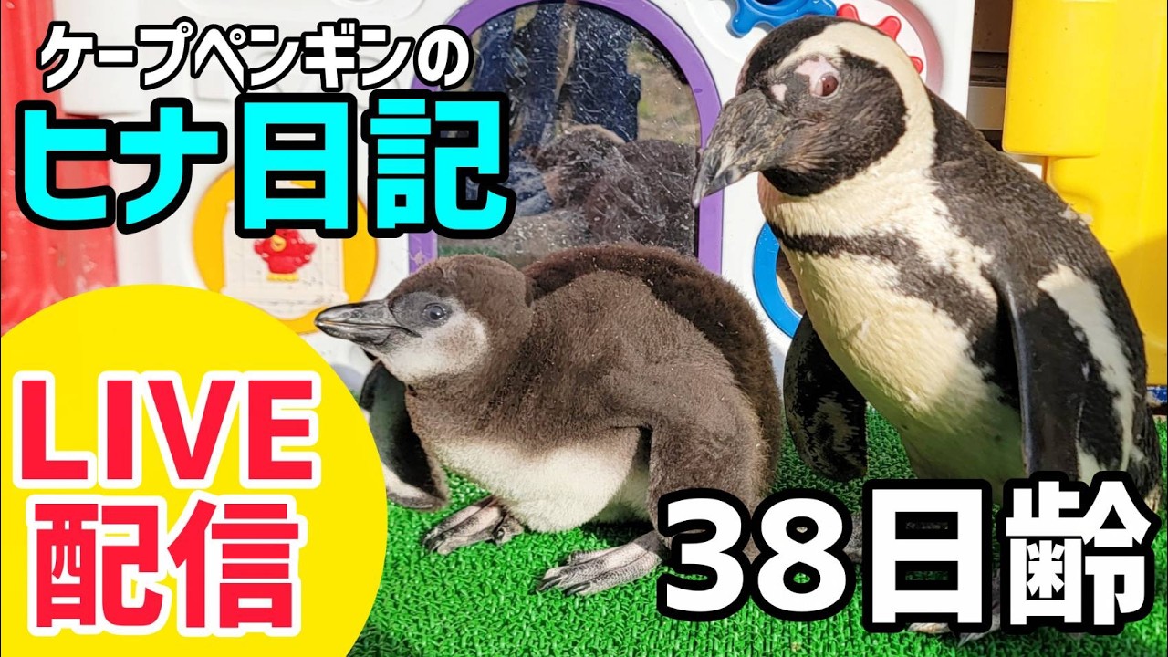 【LIVE配信】ケープペンギンのヒナ日記「38日齢」【劇団ペンターズ】#live #penguin #誕生