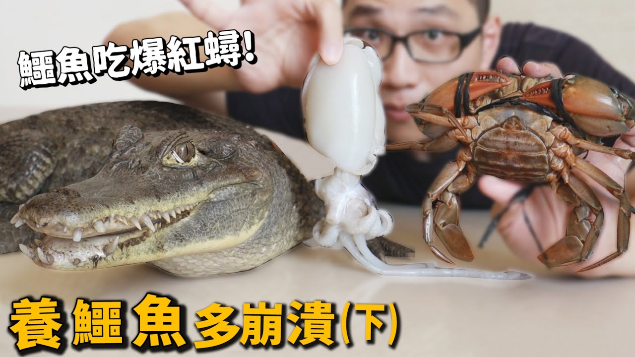 【崩潰飼養日記】鱷魚(下)鱷魚吃紅蟳?透抽?虱目魚?六種水產!鱷魚蛋!河口鱷開箱!【許伯簡芝】