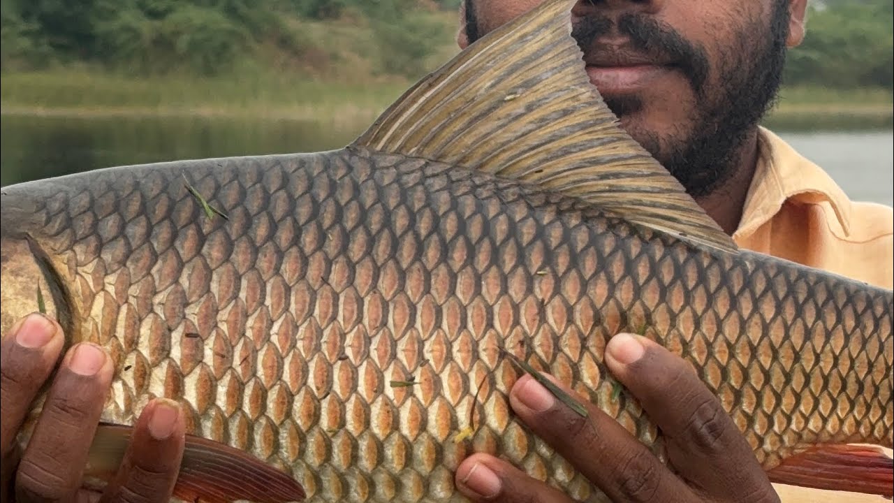 How to catch Carp Fish in spider Hook Set  