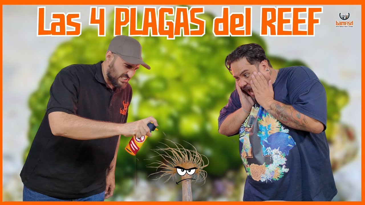 Las 4 PLAGAS del REEF que pueden acabar con tu acuario