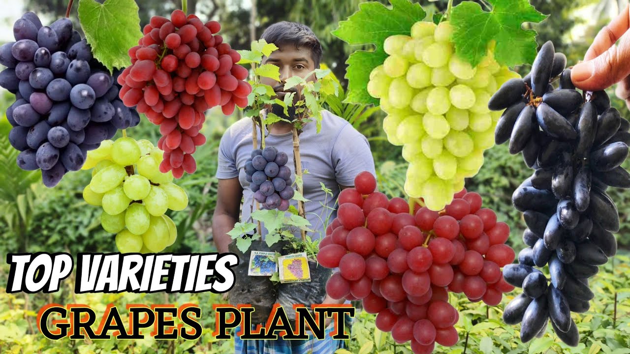 top 5 to 6 varieties grapes plants // Green garden nursery