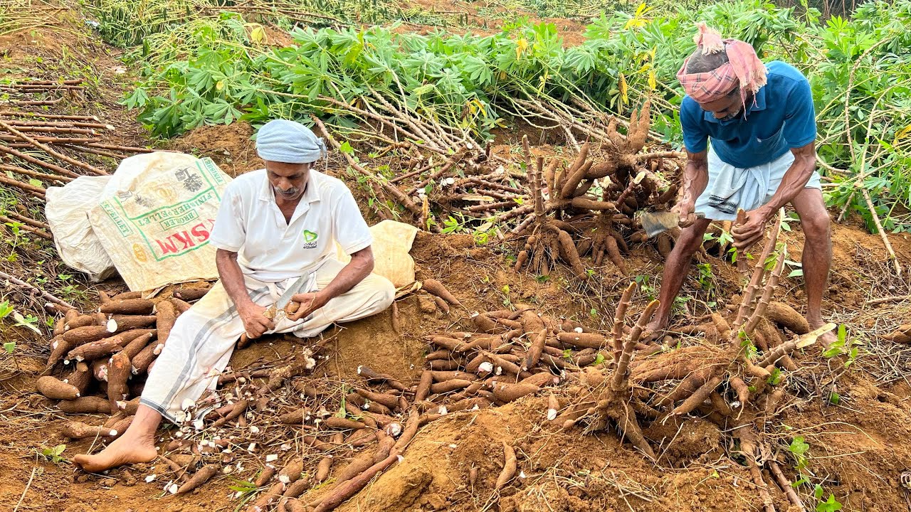 തുരപ്പനെ പേടിക്കാതെ 4 ഏക്കറിൽ കപ്പ കൃഷി ചെയ്യുന്ന ഹംസാക്ക 😳 Kappa krishi malayalam