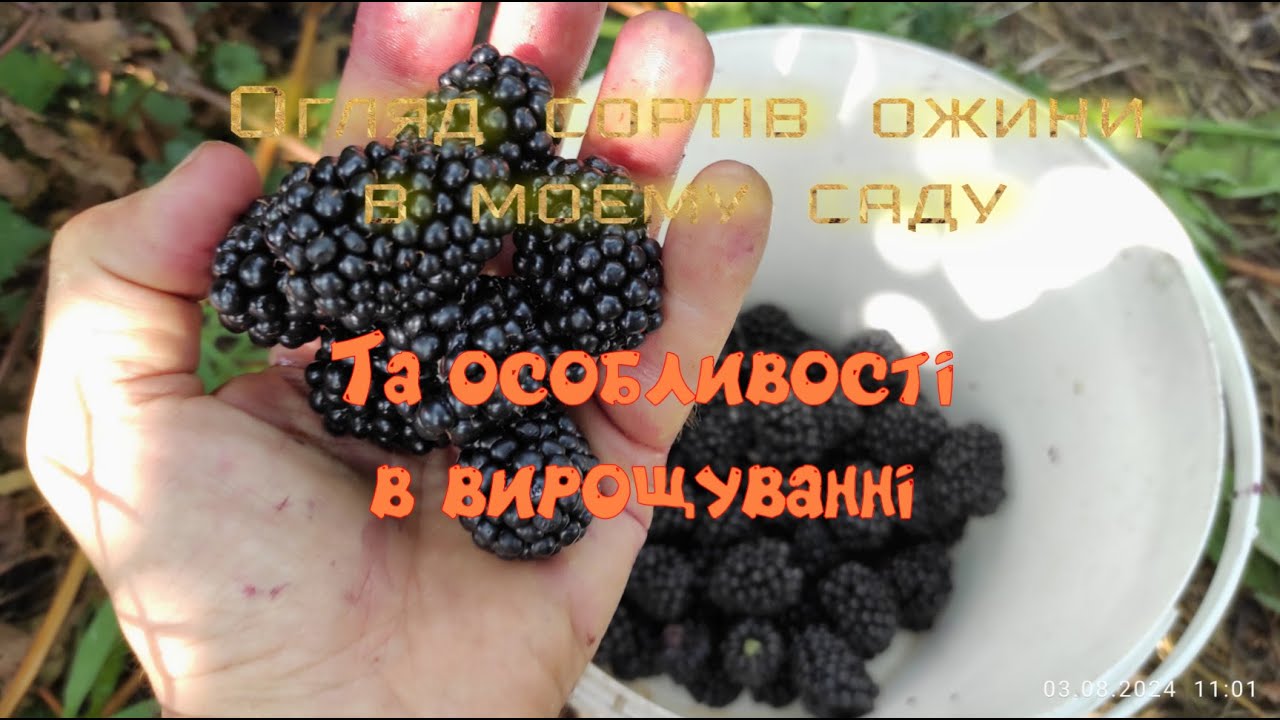 Огляд сортів ожини.Бжезіна,Потрійна корона,Честер,Чачанська Бестрна.