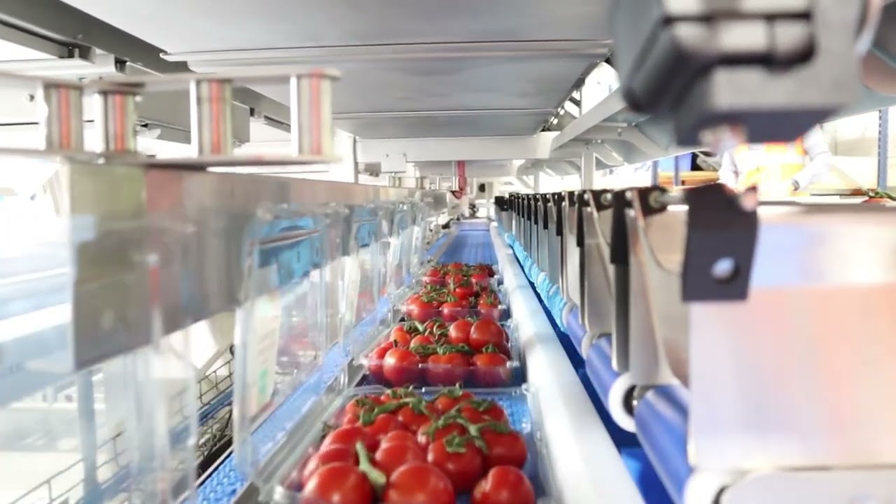 Tomatoes - Automatic Top Up Packing Line