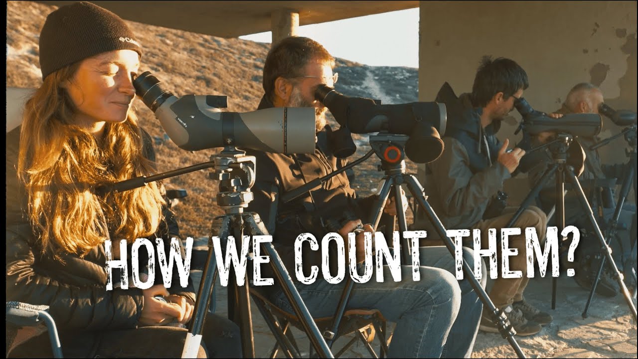 With the Birds: How Do You Count Thousands of Seabirds?