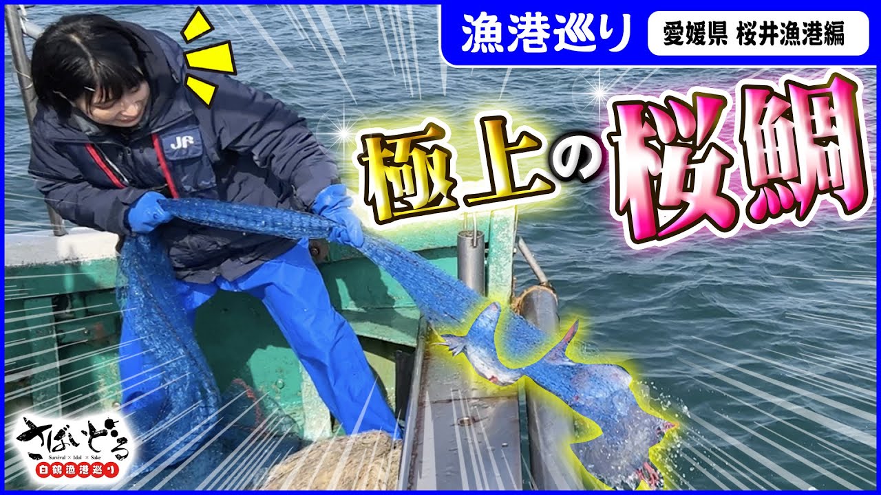 【天然の桜鯛】日本有数の好漁場・燧灘！息ぴったりの親子船で極上鯛を獲る！【漁港巡り／愛媛県桜井漁港】