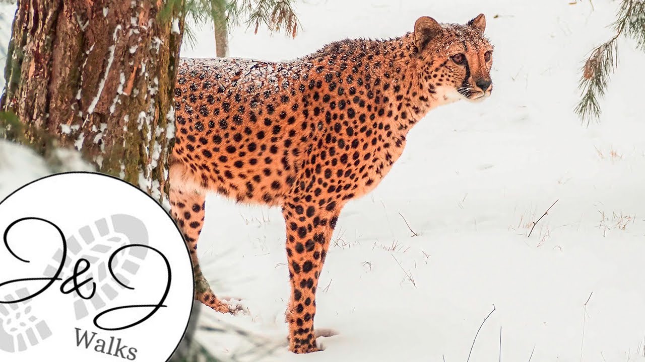 Snow at Safaripark Beekse Bergen Zoo, a Winter Walk
