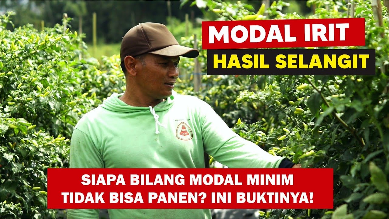 Cara menanam cabe modal sedikit bisa buahnya lebat