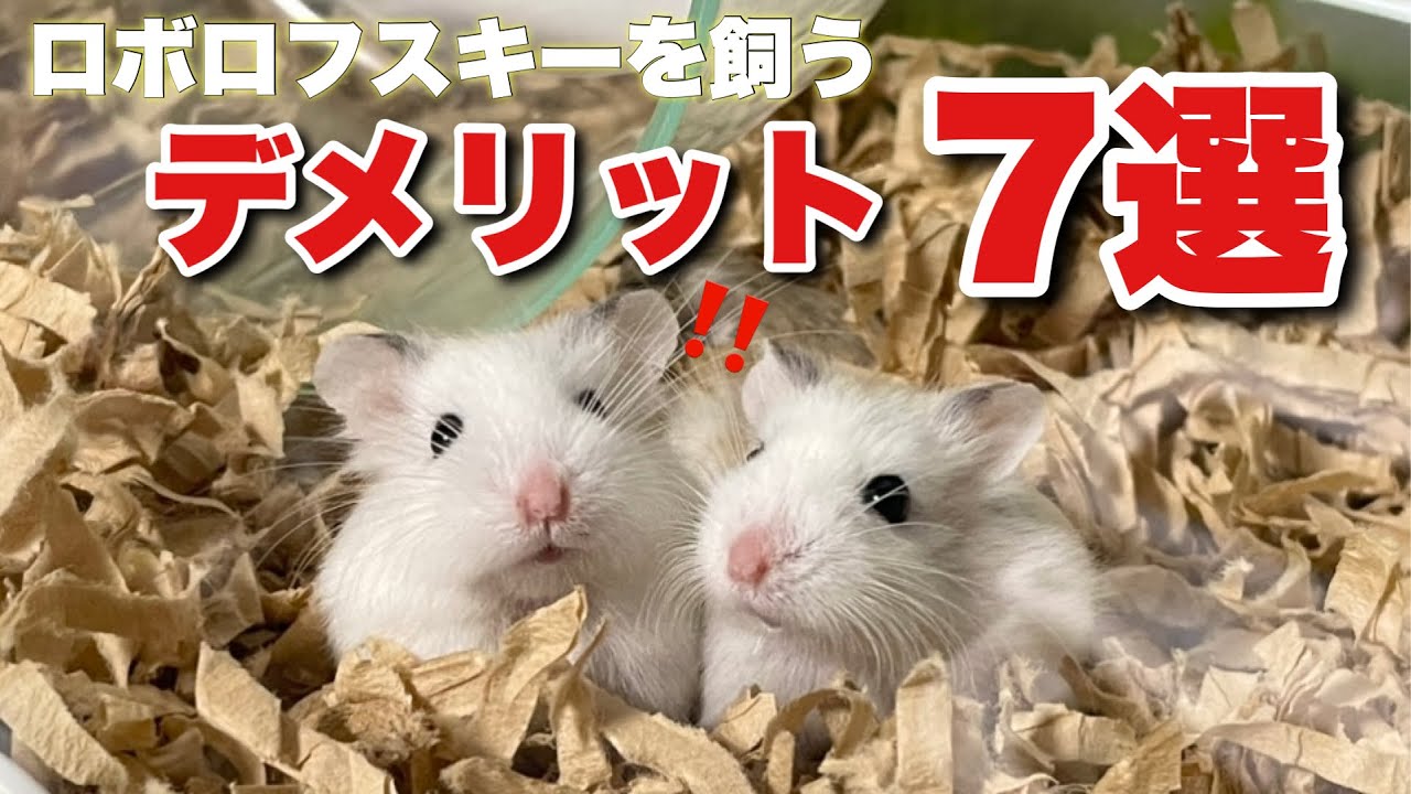 飼う前に知ってほしいデメリット7選！【ロボロフスキーハムスター】