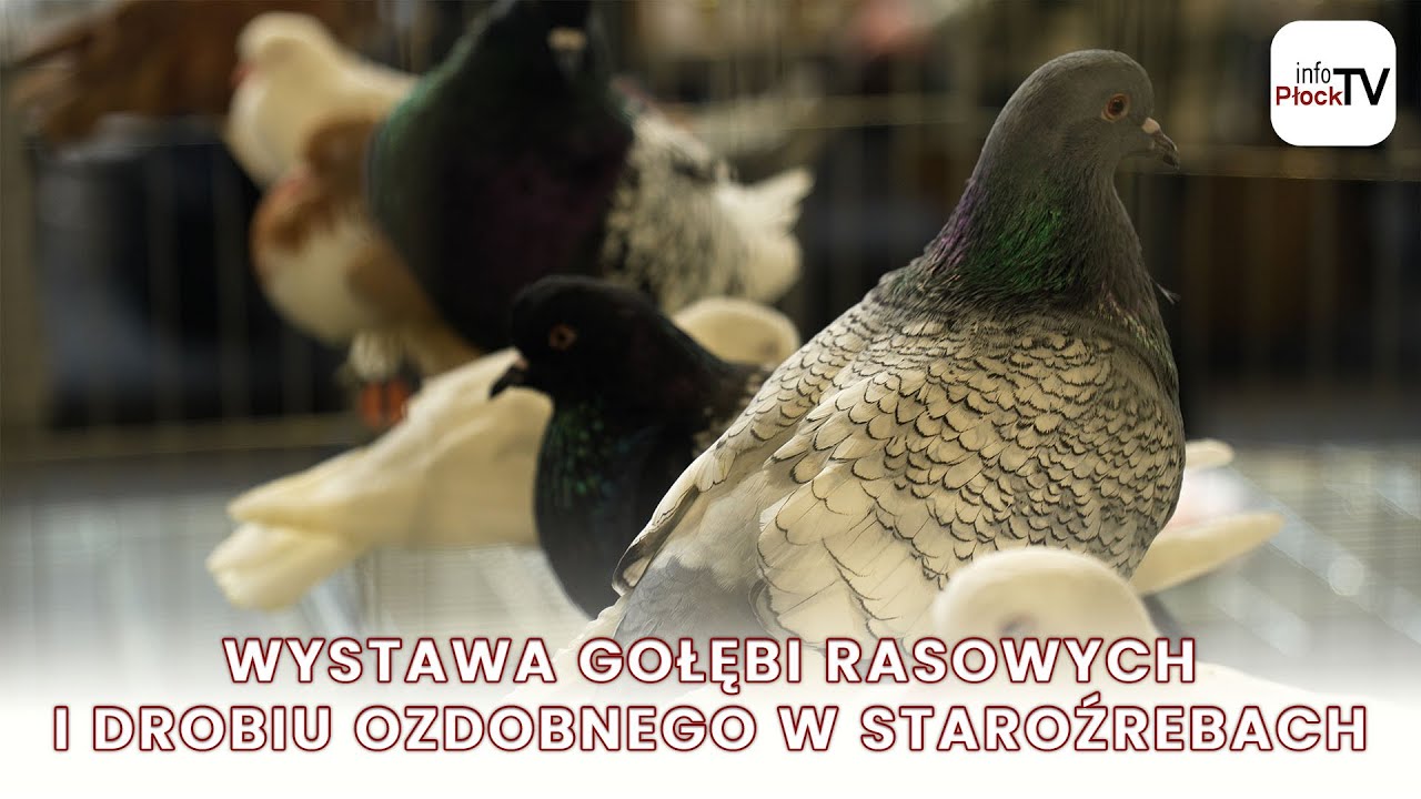Wystawa Gołębi Rasowych i Drobiu Ozdobnego w Staroźrebach