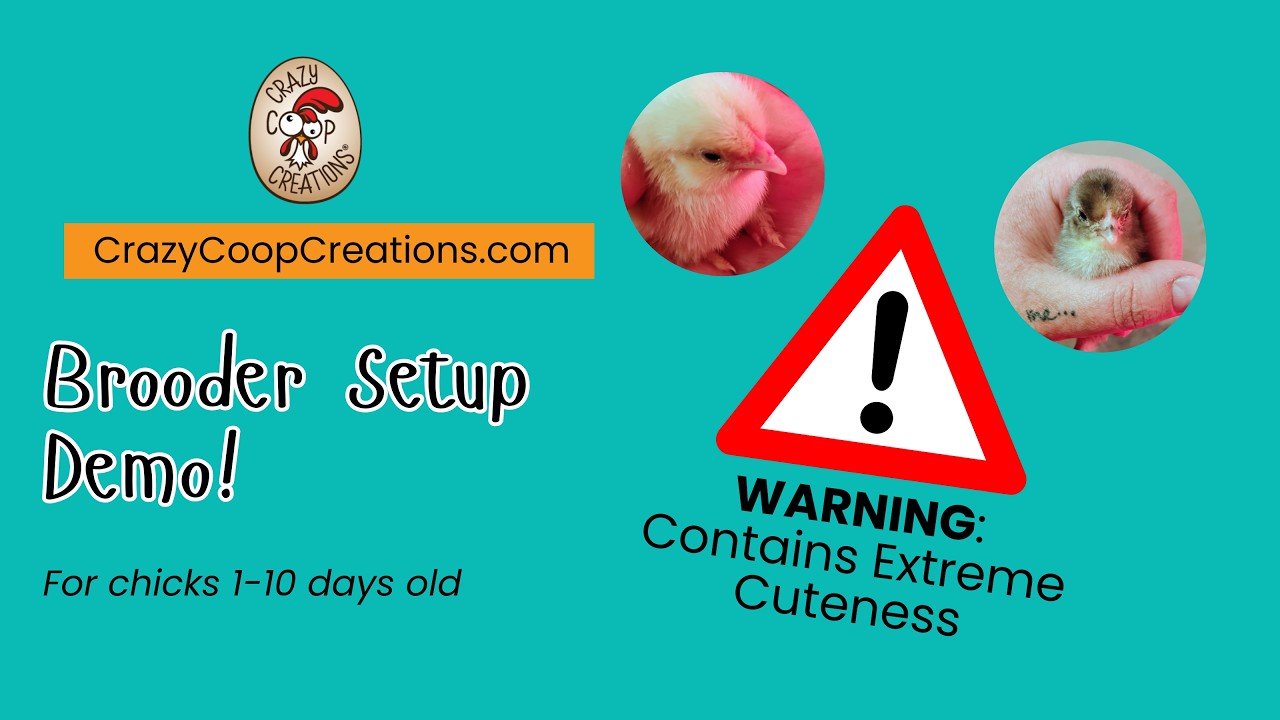 How to Set Up a Brooder | Raising Chicks Successfully!