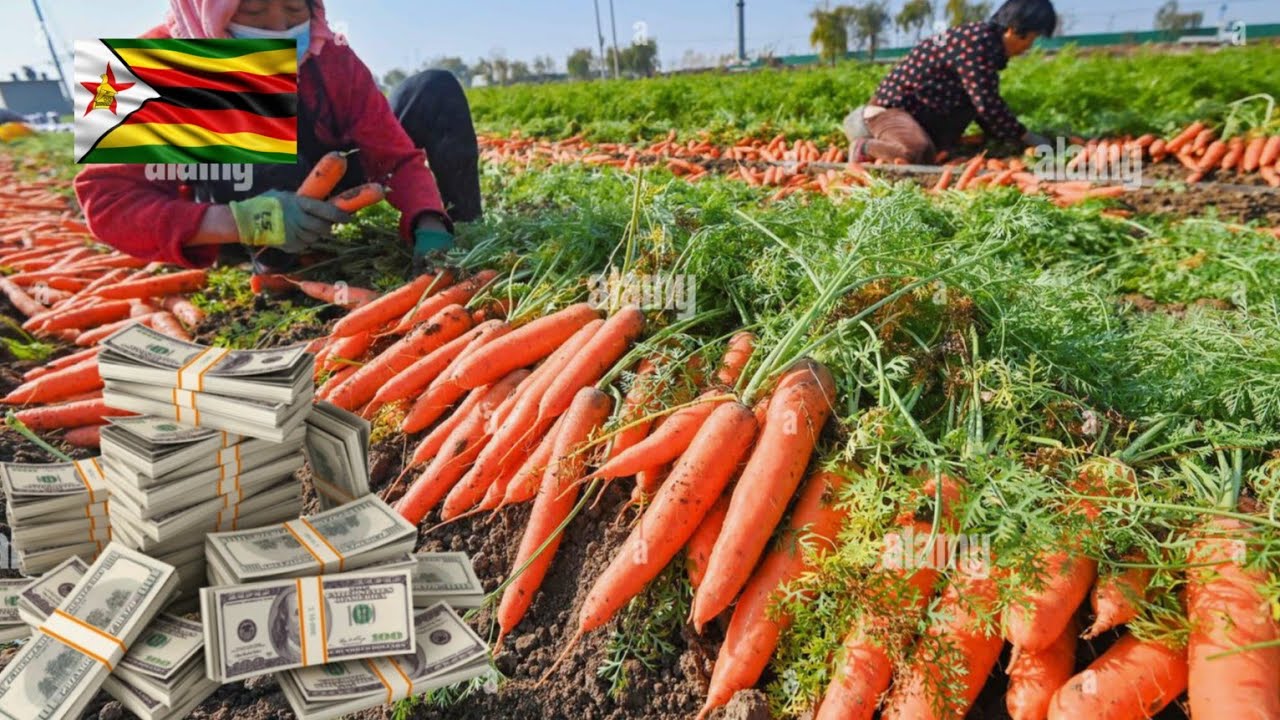 How Much Money Farmers Are Making Growing 1 Hectare Of Carrots In Zimbabwe