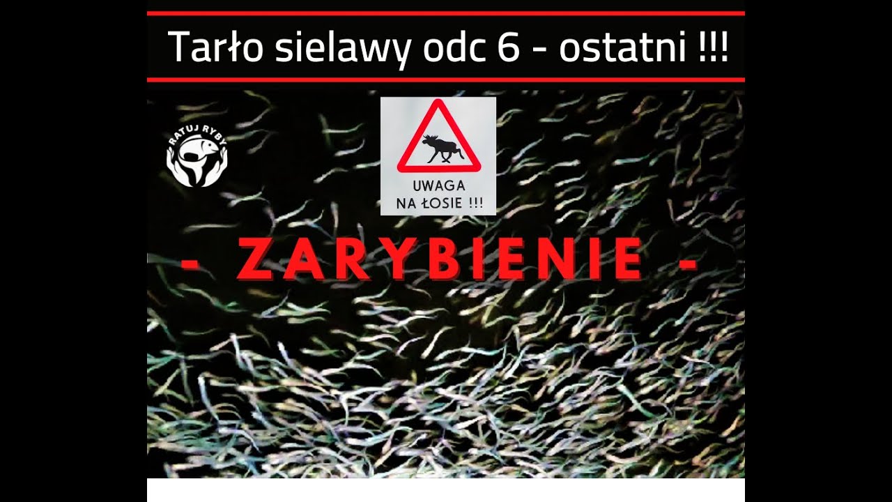 Tarło sielawy odc 6 - ZARYBIENIE - Ratuj Ryby Mazury